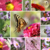 Bee Bird Butterfly Herb Garden