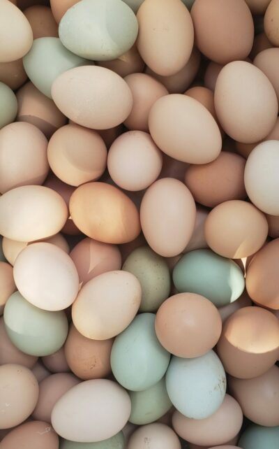Hatching Eggs (Pickup or Ship)