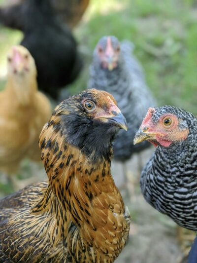 Laying Hens (Pickup)