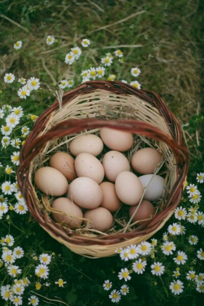 Chicken Eating Eggs (Pickup)