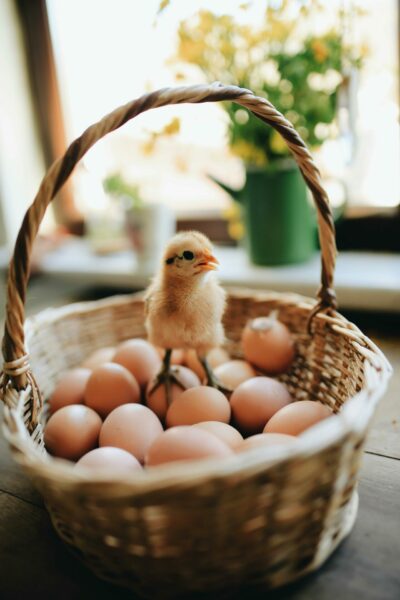 Hatched Chicks (Pickup)